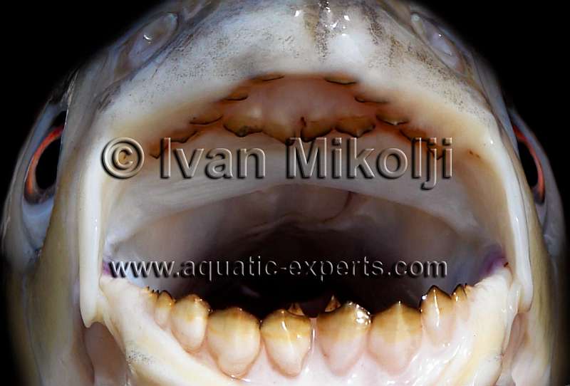 acuicultura venezuela